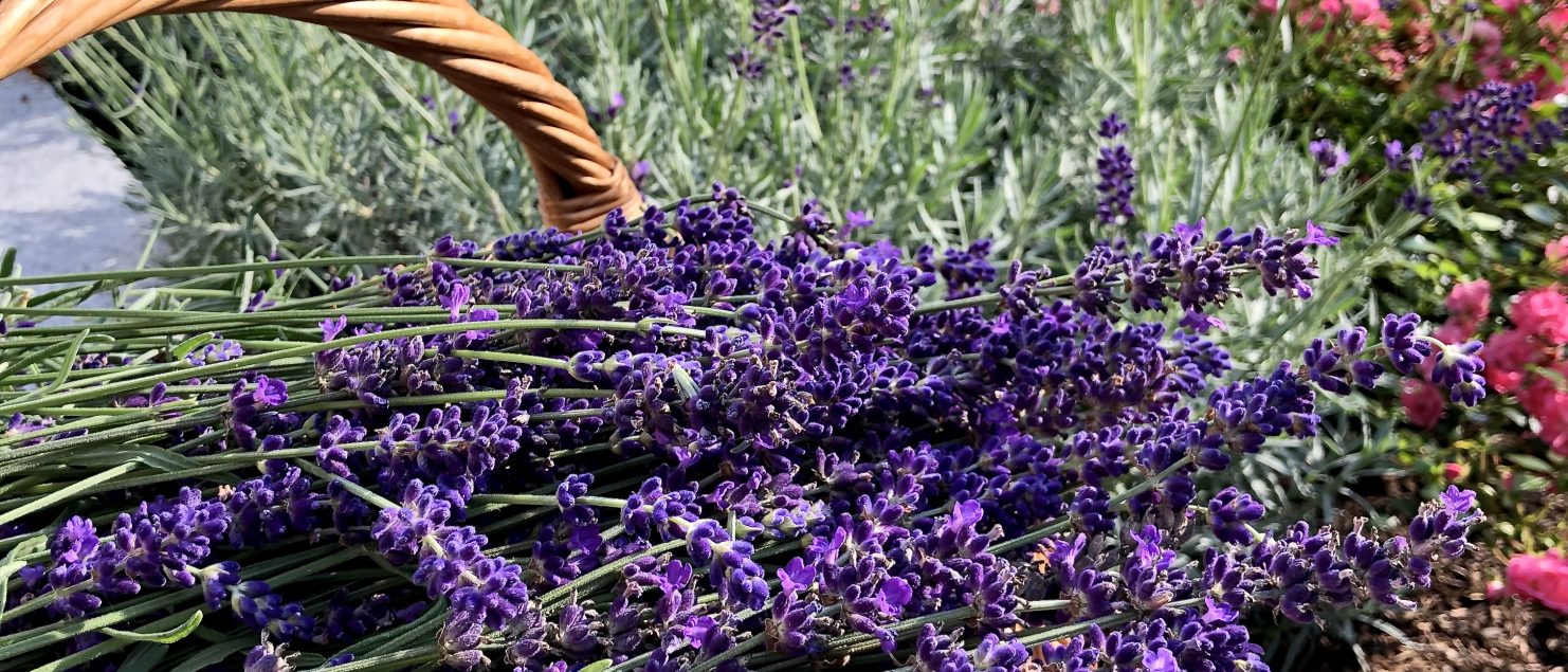 Lavendelbad – Cherrys Blog
